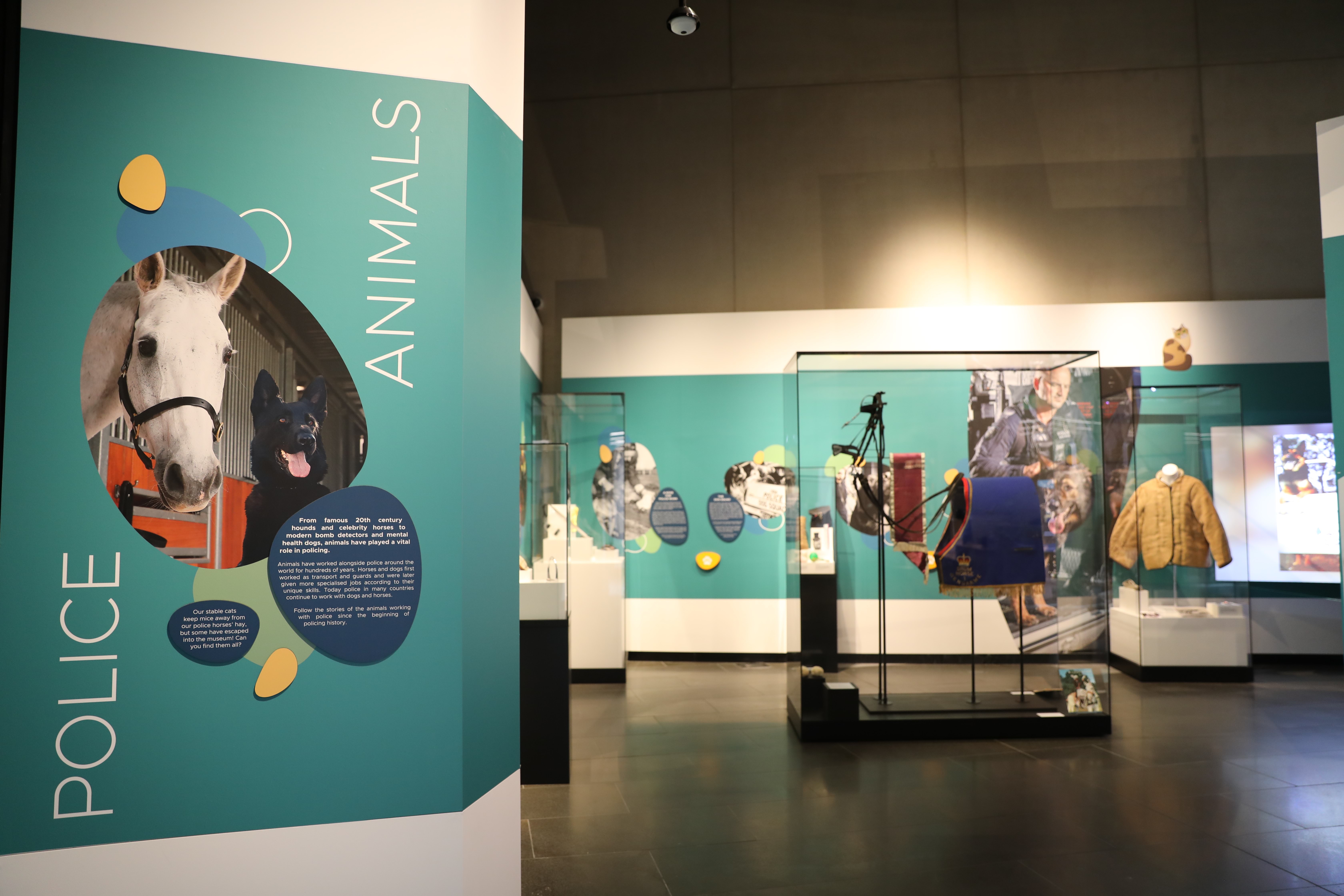 The interior of the new Victoria Police Museum, showing parts of the Police Animals exhibition as well as various exhibitions including equipment in the background. 